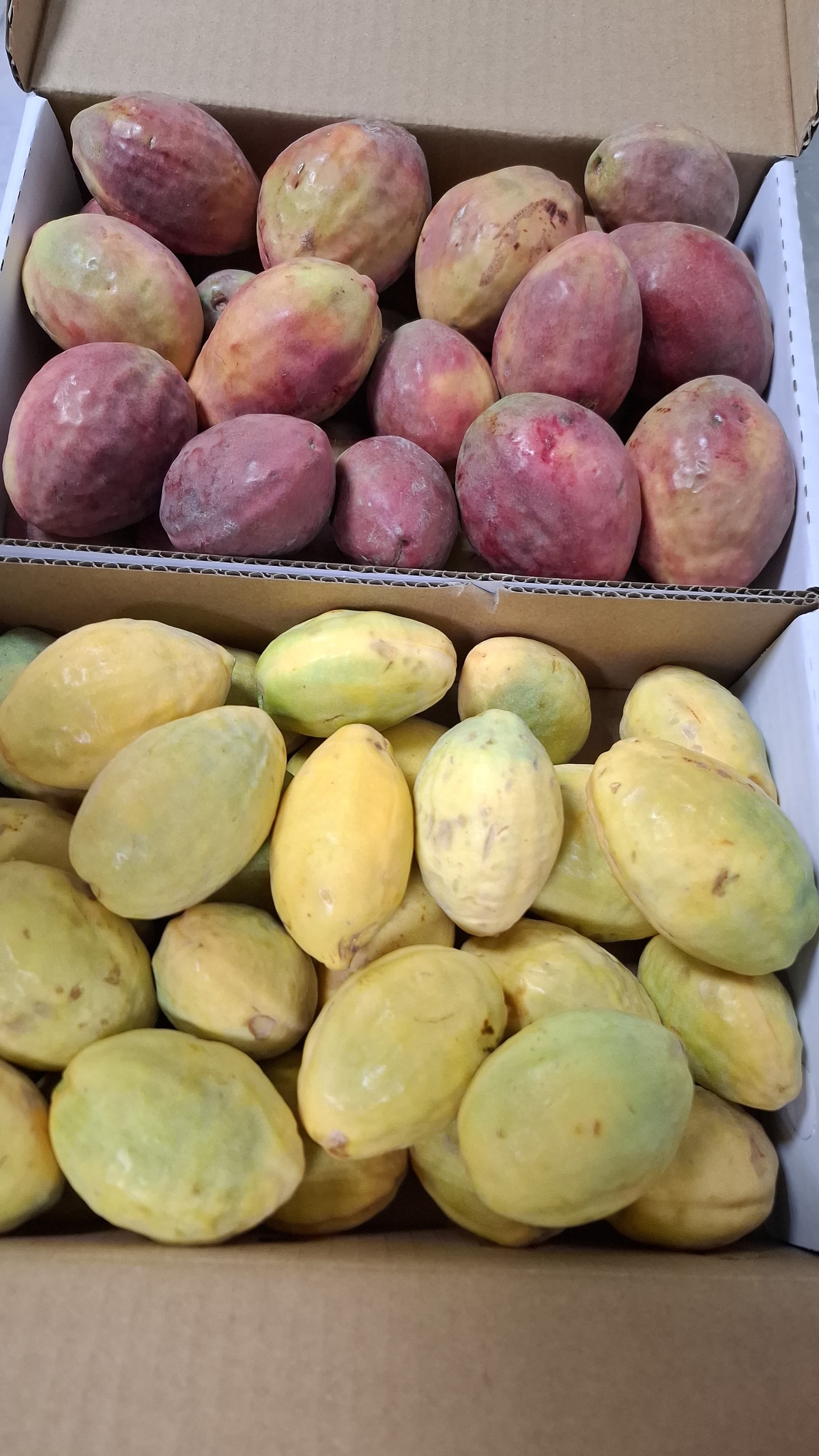 متوفر قريباً — الطلب حسب المتوفر.